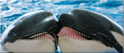 Killer Whale Hunts and eats great white shark|BBC News