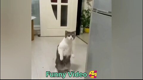 Cat Funniest Viral video 🐱 | Funny video #viral #funny