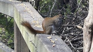 Red-Tailed Squirrel