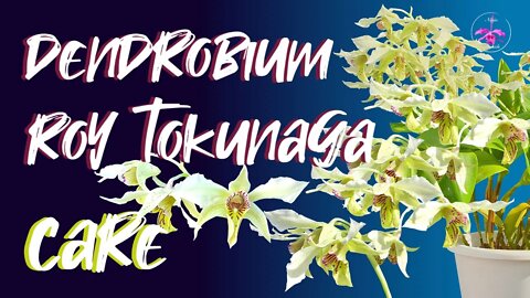 Dendrobium Roy Tokunaga CARE | Self-Watering & Leca | Mediterranean Climate