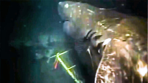 Megalodon Shark Caught on Camera 2023 - Collection of the Best Videos - Real Submarine Sharks