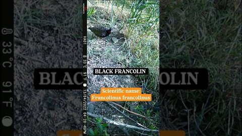 Black francolin Kala Teetar #trailcamera #franolin #blackbeauty #wildbirds