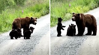 Mama bear and her cubs go for a stroll in a national park
