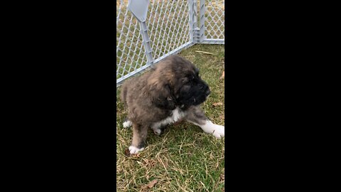 Brindle male with black “snout” Pyredoodle