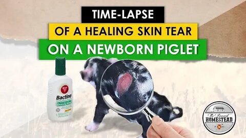 Time-lapse of a Healing Skin Tear on a Newborn Piglet