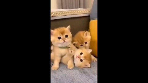 Cute Little Kitten's 🦁
