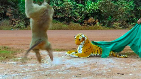 Fake Tiger Prank Monkey so funny in 2023