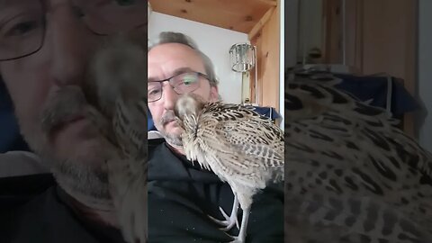 Higgins The Pheasant