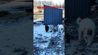 Our New Great Pyrenees Puppies!!!!