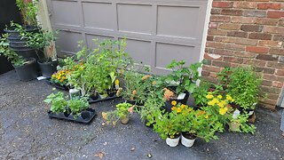 PLANT HAUL | LET'S CHAT ABOUT WHAT WE ARE PLANTING THIS SUMMER