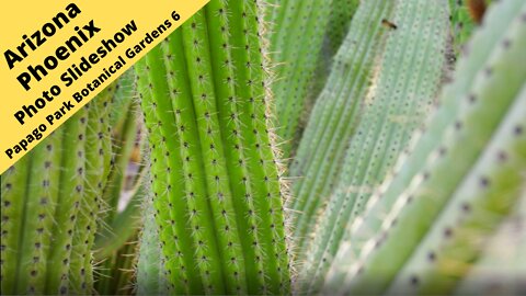 Arizona Phoenix Desert Botanical Garden in Papago Park 6 Photography slideshow