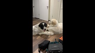 Great Pyrenees and his sister