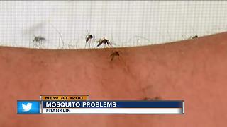 Bugging off mosquitoes amid frequent rains