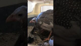 Spying on confined injured baby Guinea fowl enjoying her new dirt and dust bath