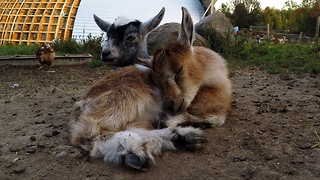 Adorable baby goat drifts off to sleep