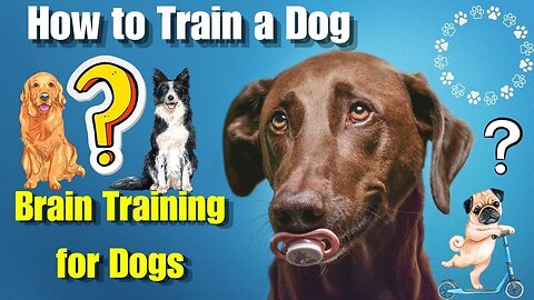 BRAIN TRAINING FOR DOG REVIEW - Adrienne Farricelli 4 Dogs