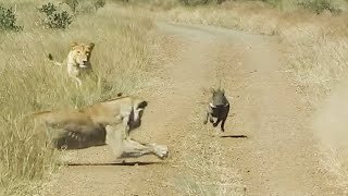 WARTHOG WALKS RIGHT INTO TWO LIONS