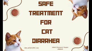 8 recipes to eliminate cat diarrhea #pets_birds #cat_diarrhea