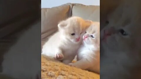 Cutes Kittens #funny #cats #kittens #kittycat #viralshort