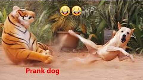 TrollPrankdogFunny&fakeLionandFakeTigerPrankTodog&HugeBoxPranktodog