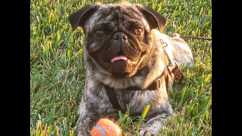 Pug Zeus Chronicles : Cool Day Ball Run