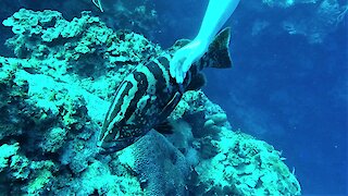 Large grouper fish approaches scuba divers for some love