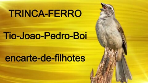 CANTO TRINCA FERRO TIO JOAO PEDRO BOI PARA ENCARTE DE FILHOTES