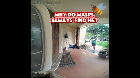 Why do Wasps always find me??