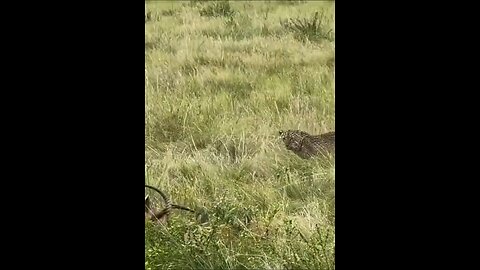 Deers fighting with each other