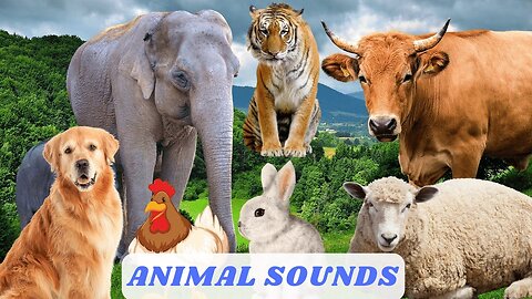 Cute little animals - Dog, cat, chicken, elephant, cow, tortoise - Animal sounds by Raccoon Noises