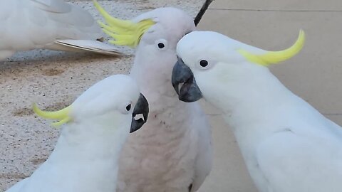 Cockatoo behavior.◈🐦👍