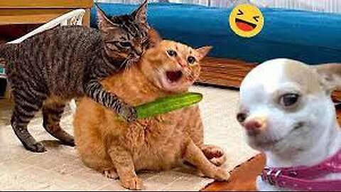 Funny Dogs And Cats Videos 2024 😅 - Best Funniest Animal Videos Of The week