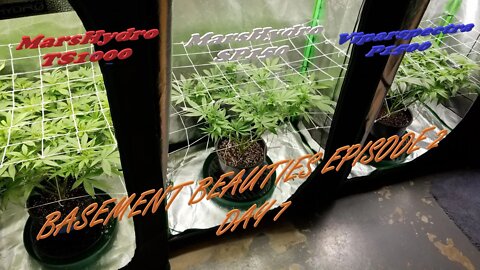 Basement Beauties! Ep.2 #MarsHydro #Viparspectra 👽 #NorthGenetics 🍍 #SevenLeafGenetics 👀💃🏼💃🏾💃day 7