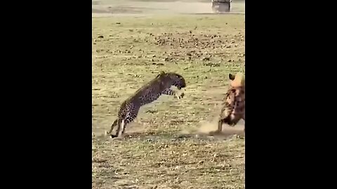 Leopard vs Hyena