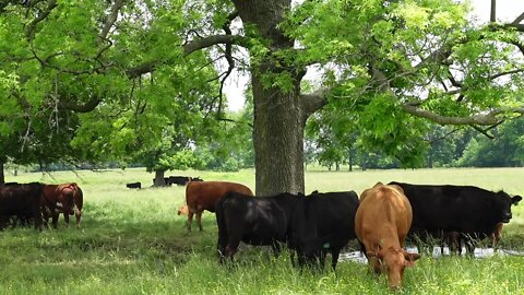 Happy Cows | Mud Puddles | Relaxing Nature Ambience | Relaxing Music | Guitar | Birds Chirps | Rural