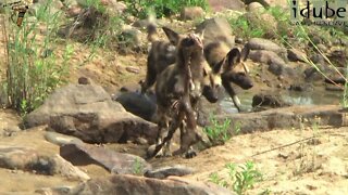 African Painted Dog Puppies Feeding In The Riverbed