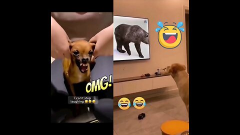 Paws-itively Hilarious! Funny Dog Moments