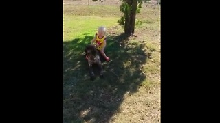 Toddler riding dog results in epic fail!
