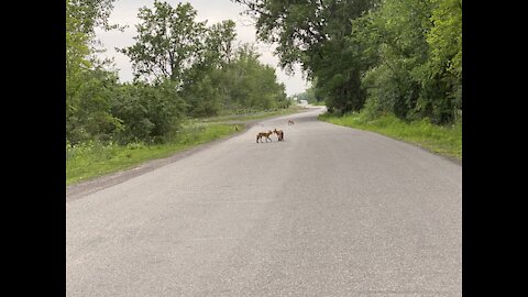 A family of foxes