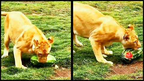 The lion king of the jungle was playing with watermelon.