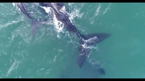 Close Up of Southern Right Whale Tails in Hermanus Aerial Shot