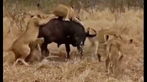 Courageous Farmer Defends Cow Against Lion Attack