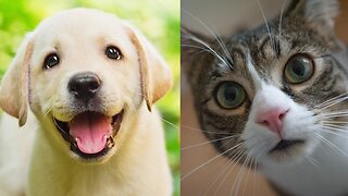 Funny Dogs And Cats Videos 2023 😅