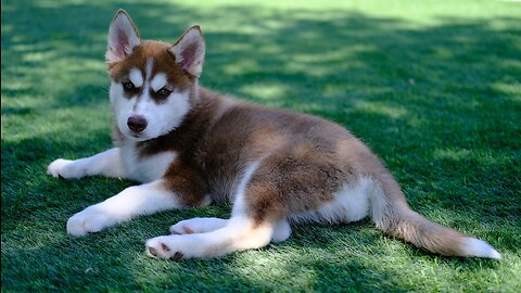 baby husky