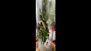 Growing Mango plant in a glass tube.