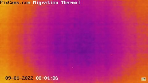 Fall Migration 2022 Thermal Camera - 9/1/2022 @ 00.:04