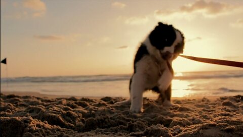 Puppy Dog Play tug-of- war with his collar belt sea beach | Puppy Dog playful | cute puppy dog short video