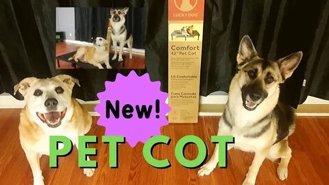 New Pet Cot/Bed From Costco For My Dogs Maple and Ruckus | They absolutely loved it!