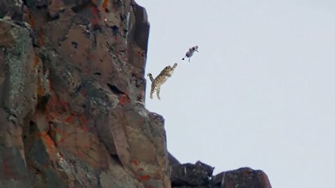 Snow Leopard Jumps Off a Cliff To Catch its Prey