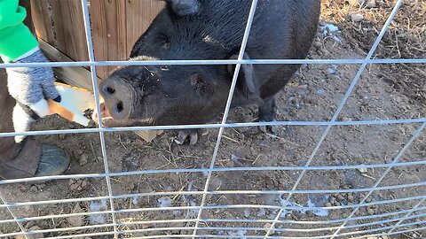 Pig Shuffling Moving Our American Guinea Hogs for Breeding Season